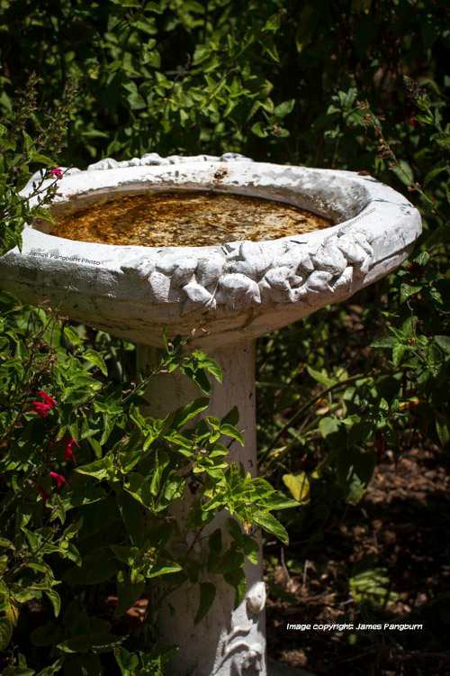 A color photo of a birdbath nested in a cluster of plants in the sun
