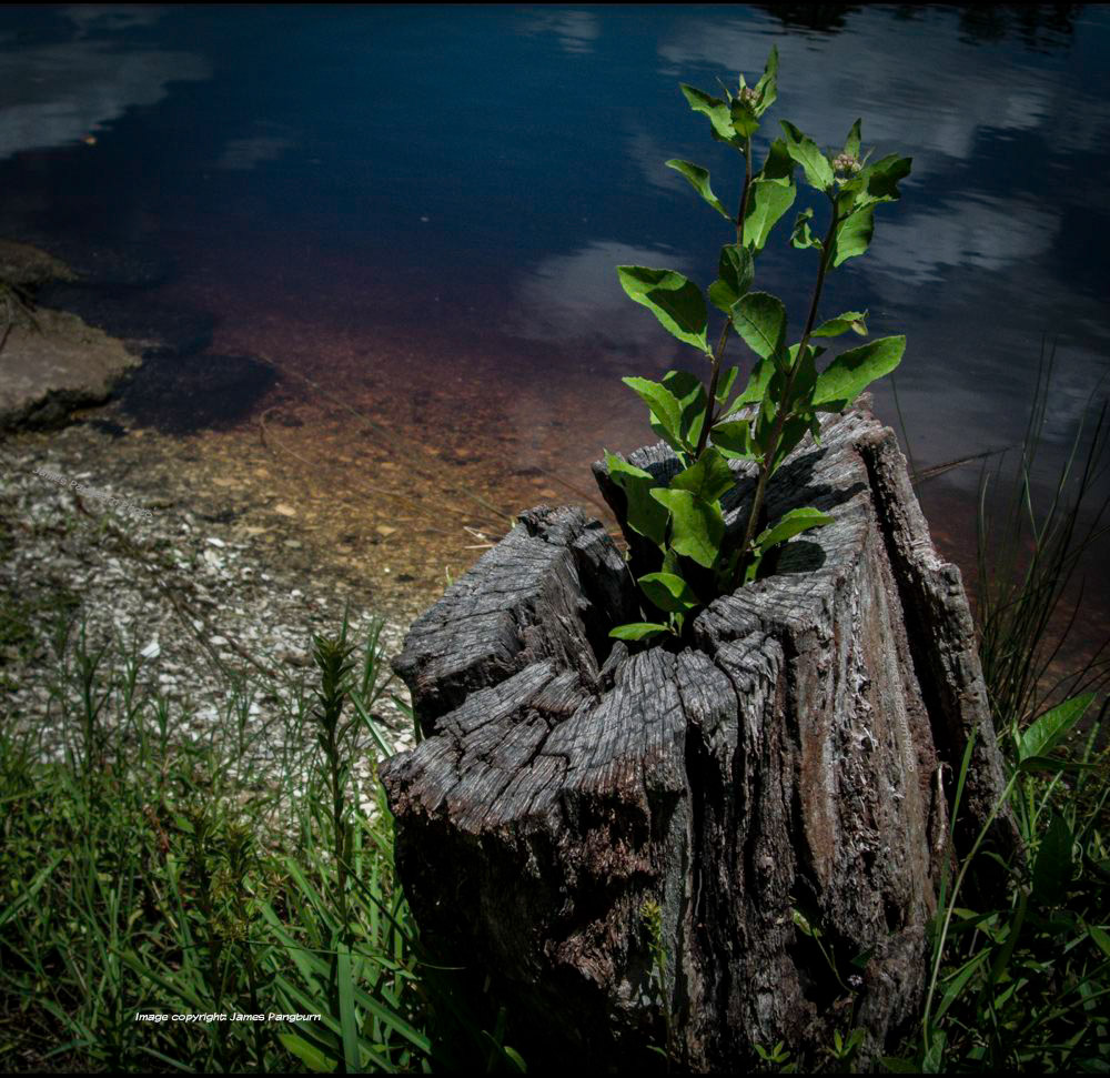 tree stump beside water