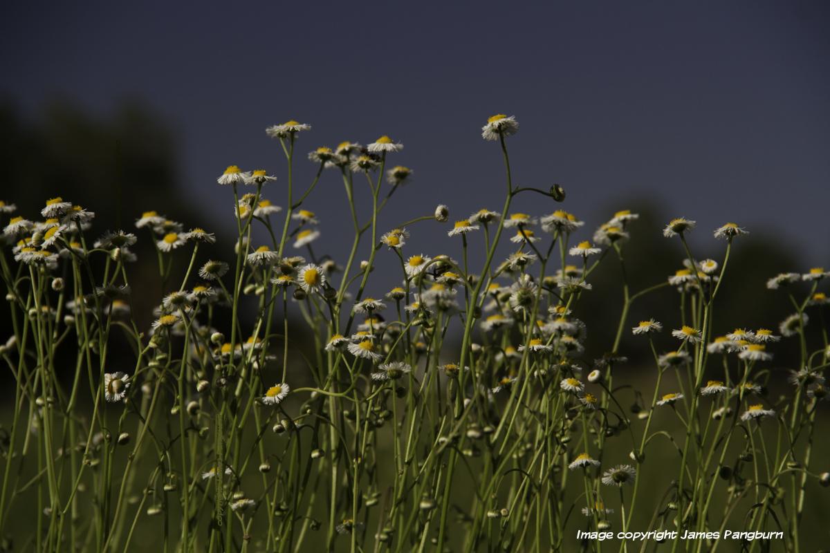 flowers with sky