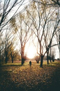 path-woods-william-topa-t6A2rt5IeSo-unsplash(https-::unsplash.com:photos:person-in-black-jacket-walking-between-of-bare-trees-during-daytime-t6A2rt5IeSo)