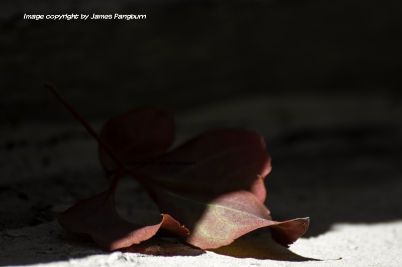 A leaf partially under a shadow