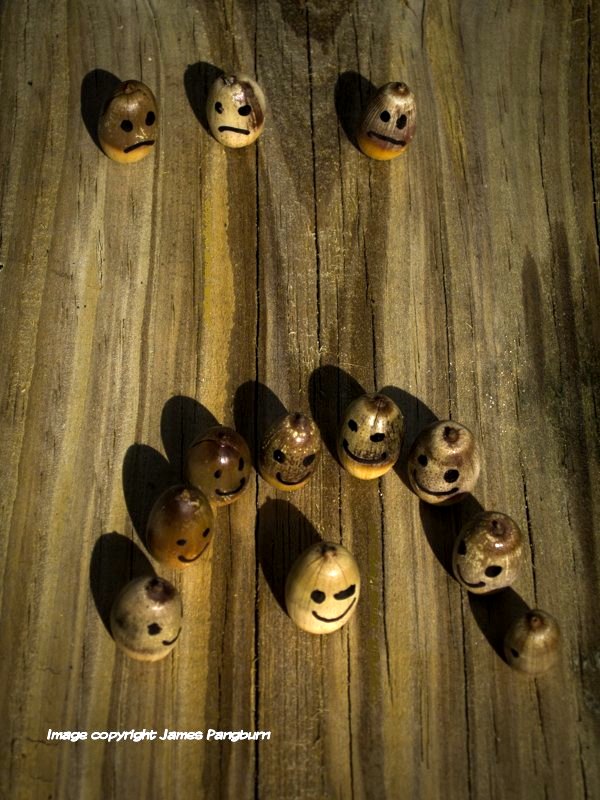 A photo of a large group of acorns with faces showing favoritism over a smaller collection