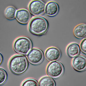 yeast form