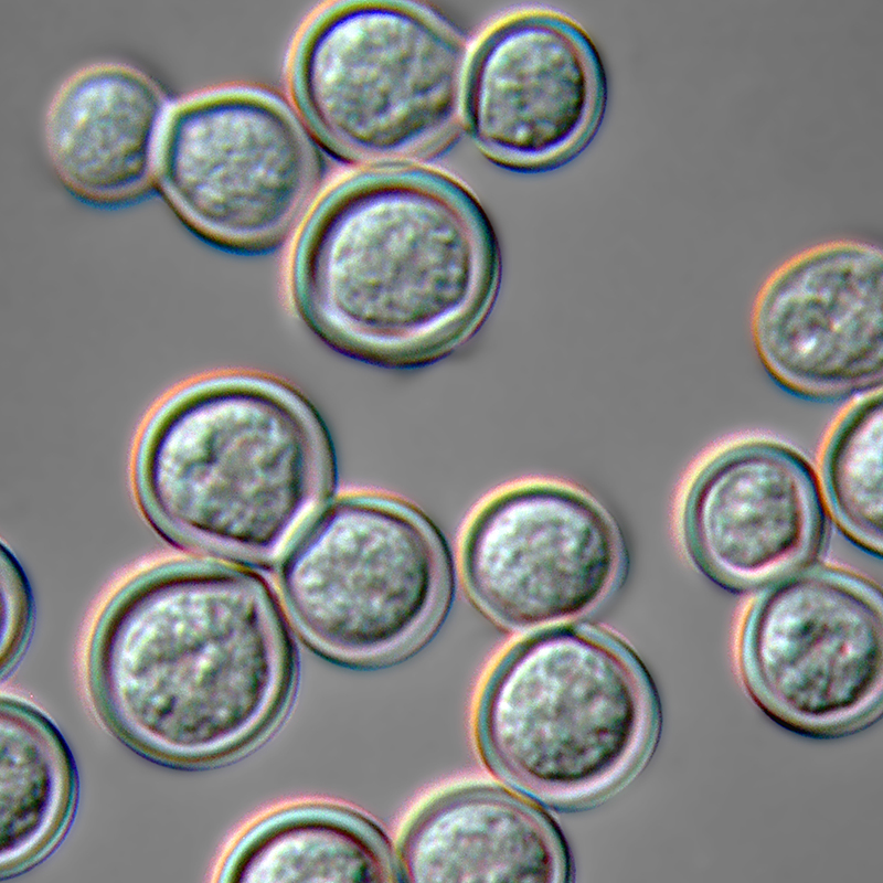 yeast form