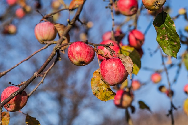 apples on tree