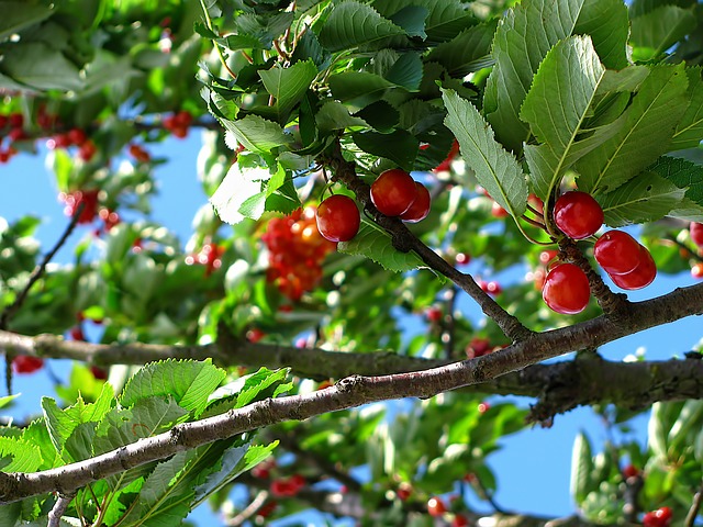 cherries hanging on a branch