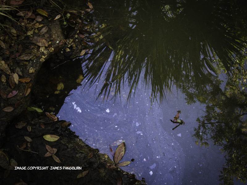 stagnant puddle