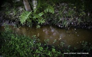 stagnant stream