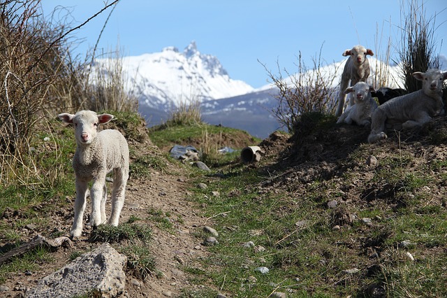 lambs and sheep