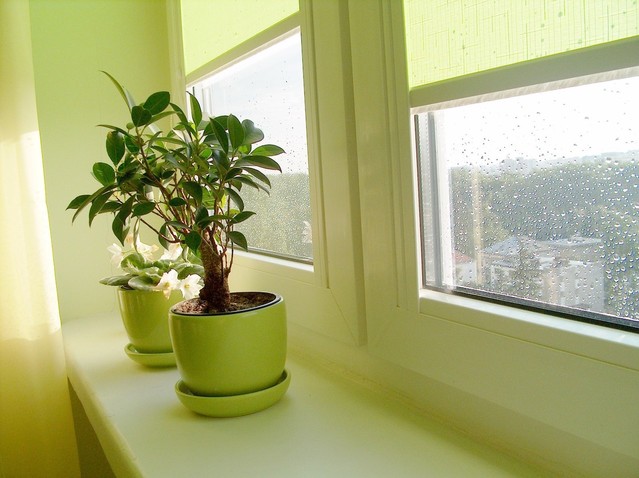 plants on windowsill