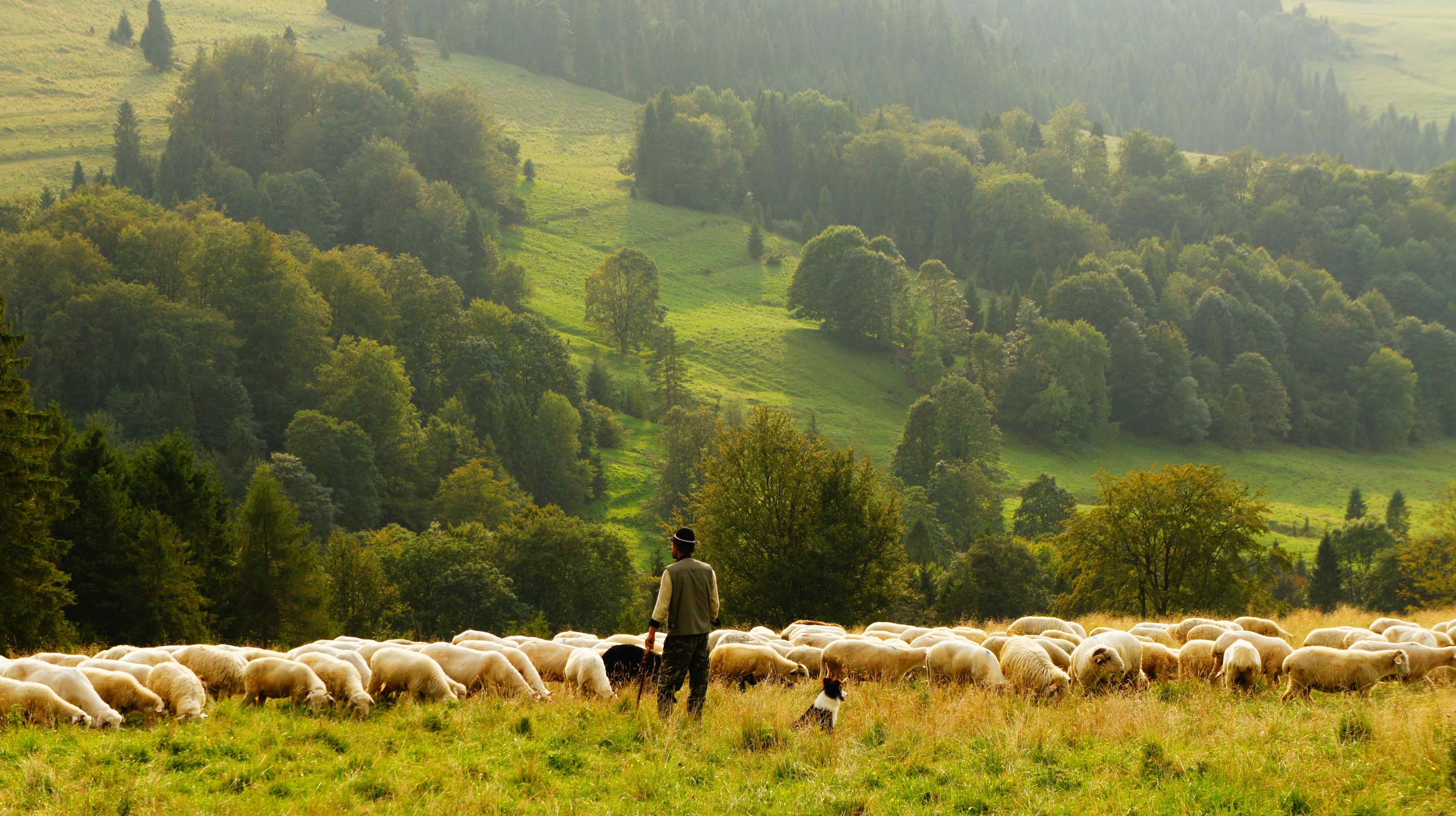 shepherd-biegun-wschodni-8636(https-:unsplash.com:@biegunwschodni)-compressed