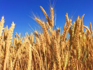 a field of wheat with blue sky