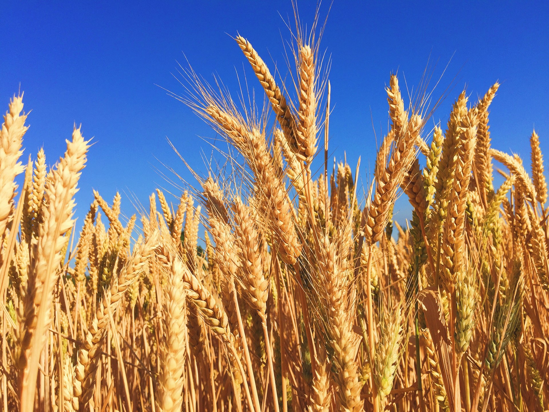 a field of wheat with blue sky