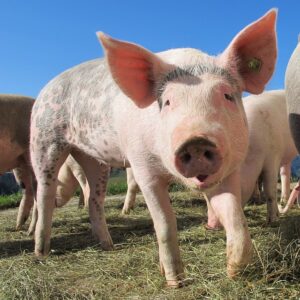 pig close-up