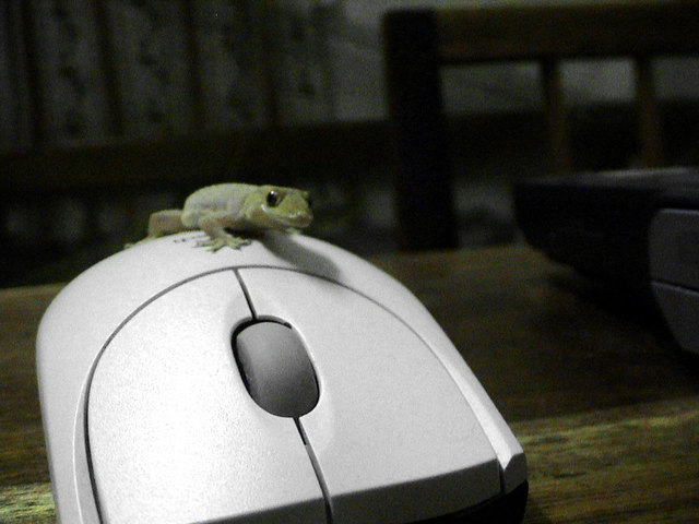 gecko on computer mouse
