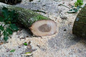 cut tree with sawdust