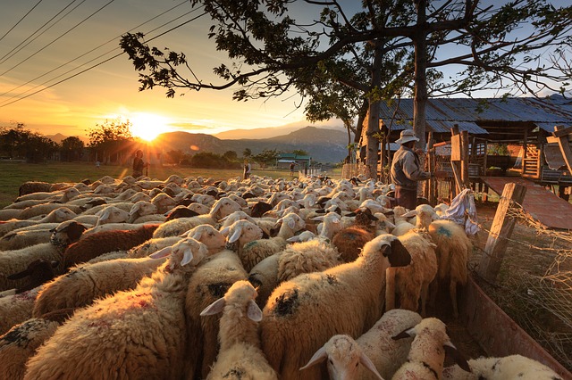 Many sheep congregating with shepherd because they know the voice
