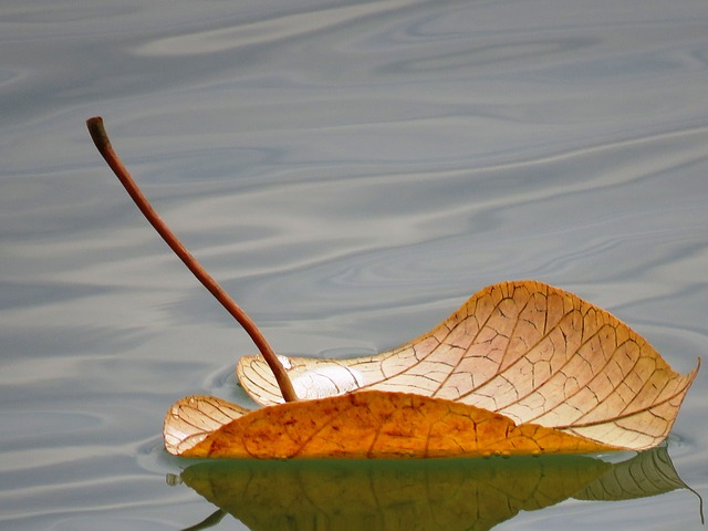 leaf floating on water