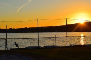 sunset and heron behind fence