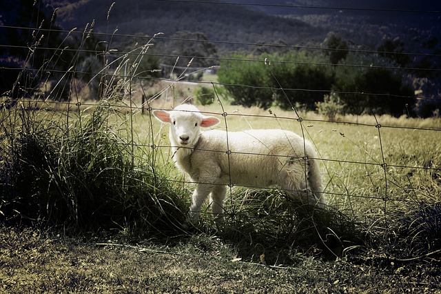 sheep behind fence