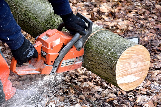A chain saw cutting a tree trunk