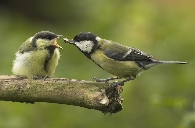A great tit acting as a servant to feed its young.