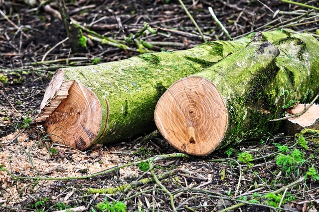 Two recently cut sections of a small tree