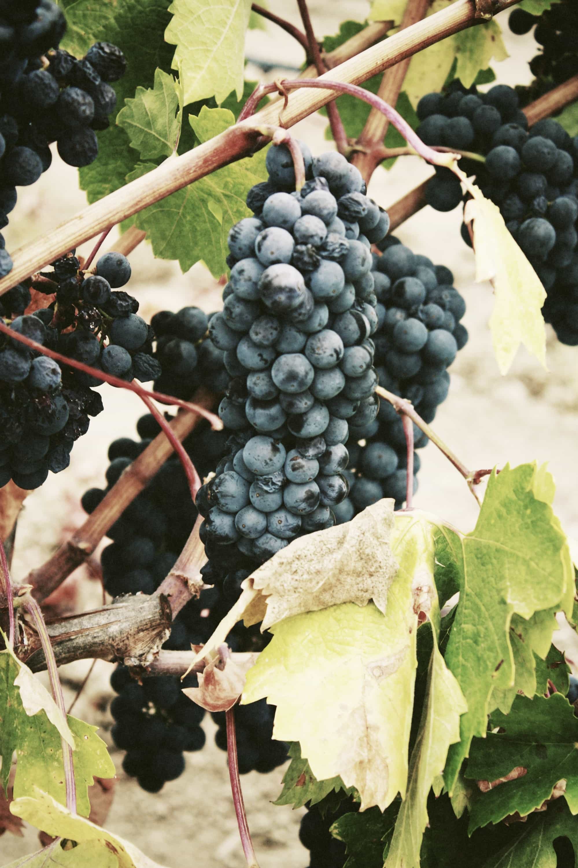 A cluster of grapes hanging on a vine that is producing the best fruit