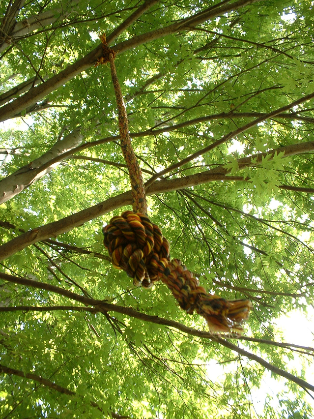 upward view of a rope with knot at end hanging down from a large tree