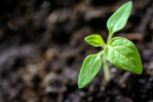 young seedling sprouting out of the ground