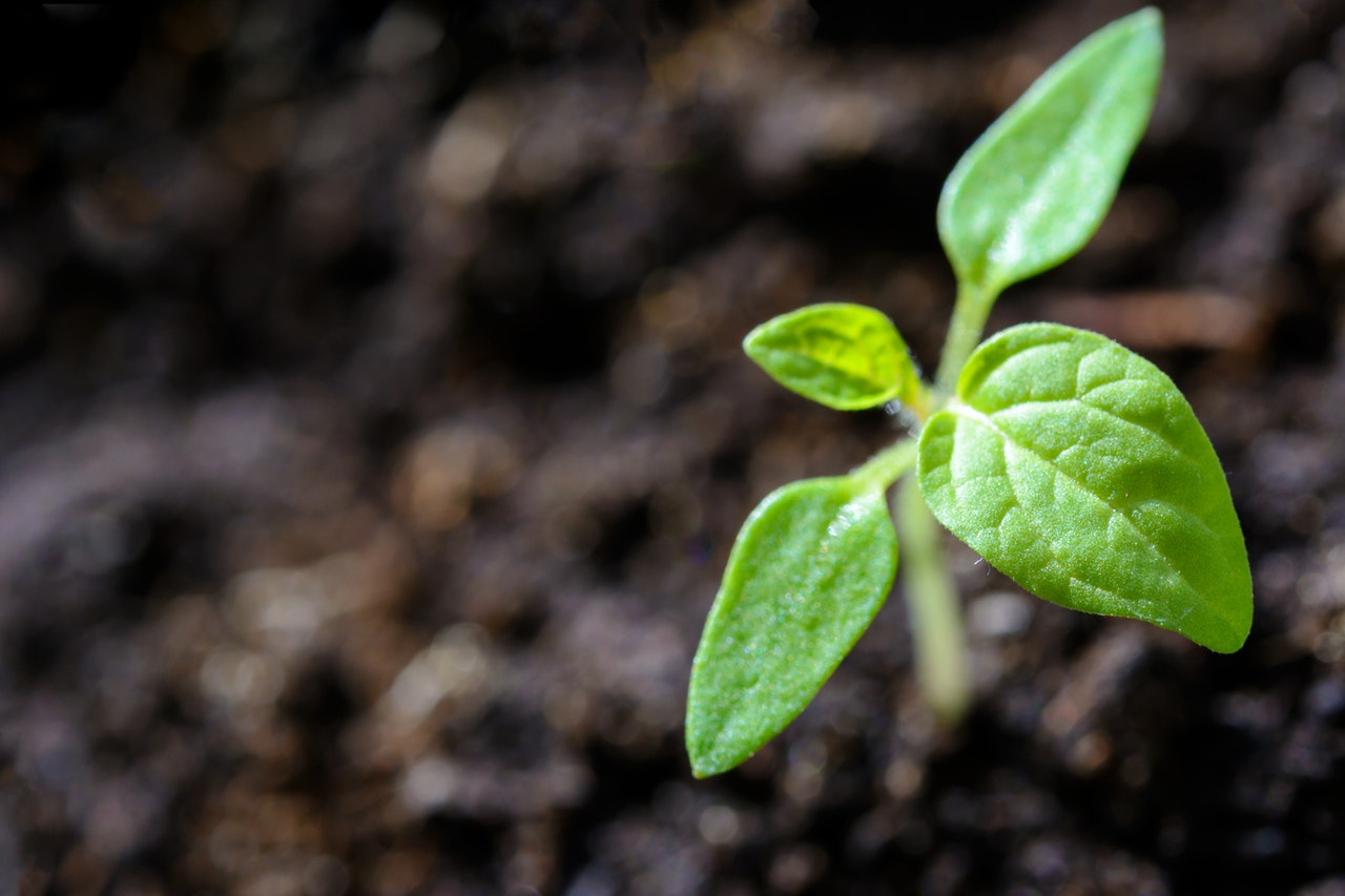 young seedling sprouting out of the ground