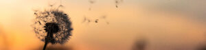 dandelion-seeds-dawid-zawila-zb2vbahyb2i-unsplashhttps-unsplash.com40davealmine-dawid-zawila