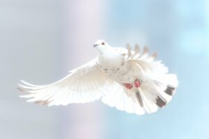 A photograph of a white dove captured in mid flight with a light blue background