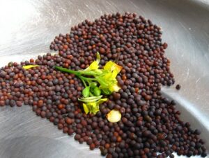 A collection of black mustard seeds with flower on a shallow silver colored plate