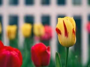 yellow-tulip-aaron-burden-zwtO-6Um2tY-unsplash(https-::unsplash.com:@aaronburden)