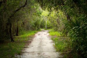 dirt pathway under tree lined canopy in the woods.