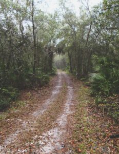 Green tree lined path covered with brown fallen leaves with areas cleared by vehicle wheels