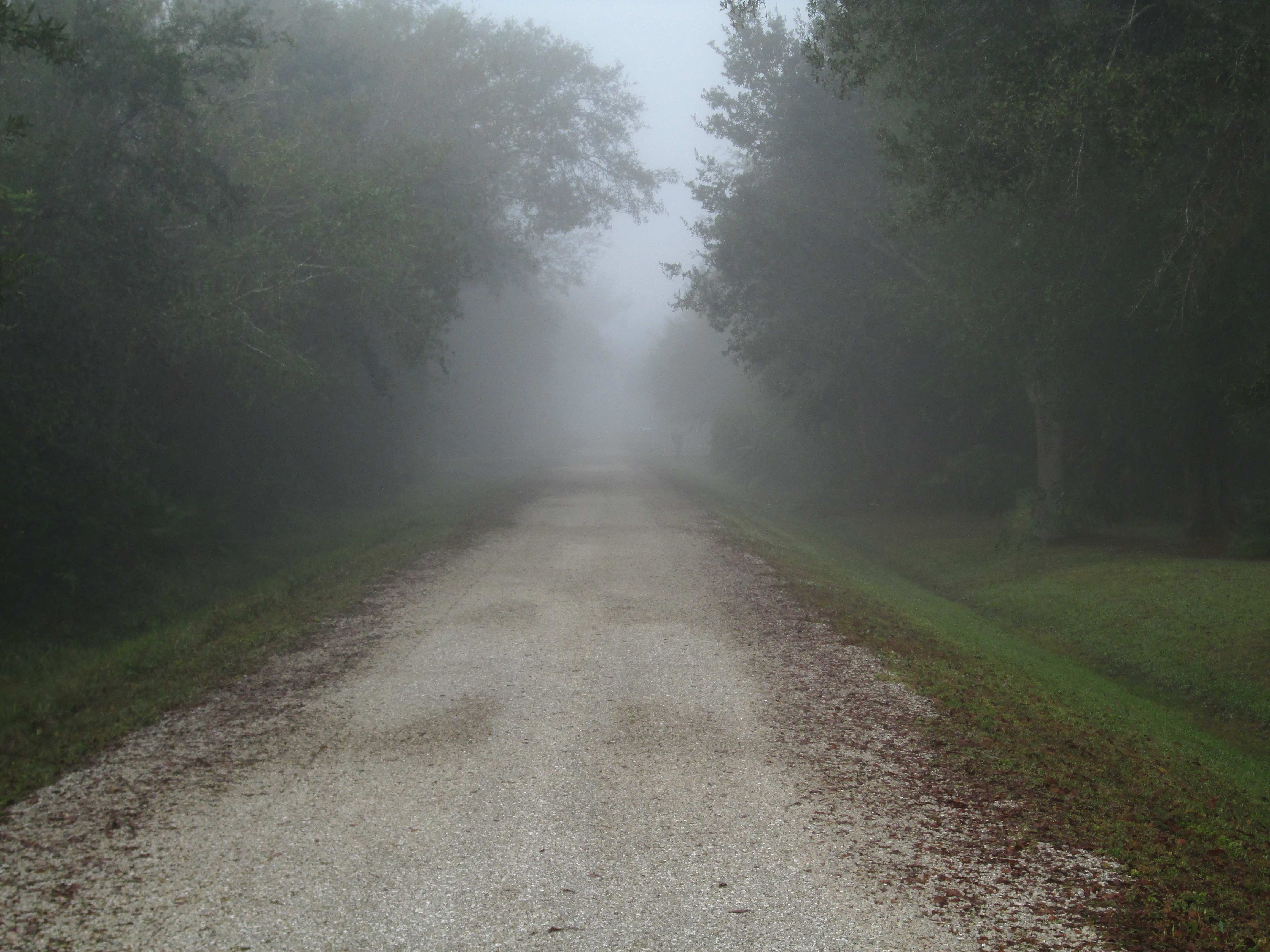 A tree lined gravel road with fog in the distance and fallen leaves on the side