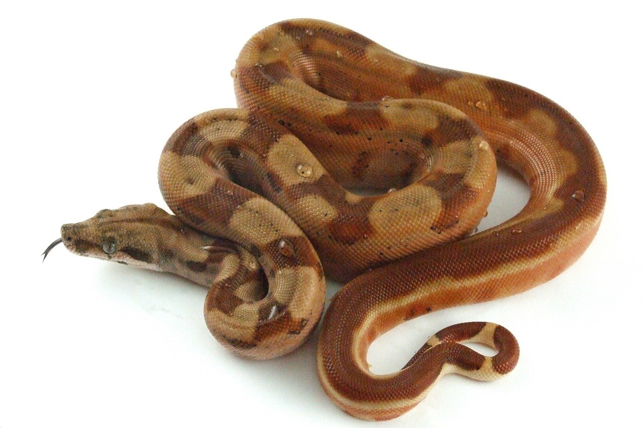 Photo of a boa constrictor