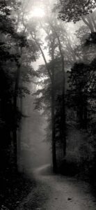A black and white photo of a narrow pathway between tall, dark trees with bright sun above