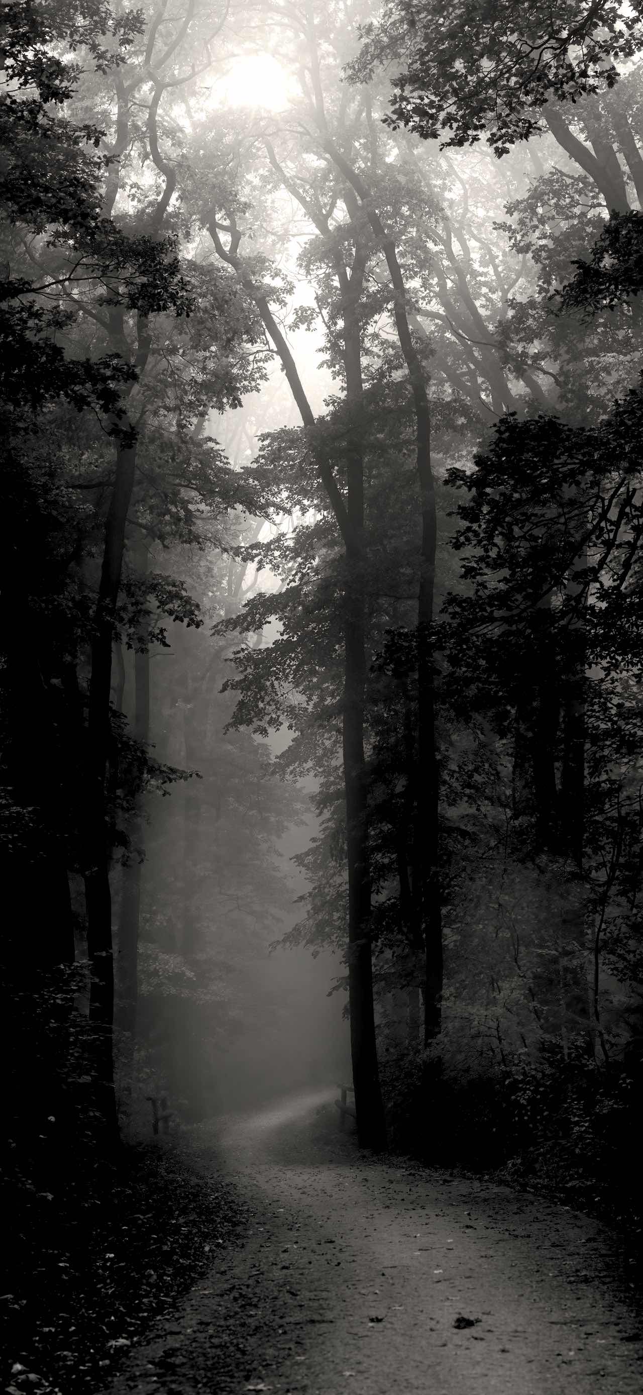 A black and white photo of a narrow pathway between tall, dark trees with bright sun above