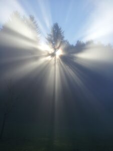 Sunlight streaming through a tree in a foggy blue sky and dark background