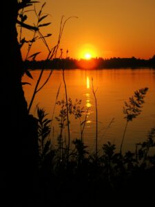 Sun rising in an orange sky over trees and a large lake with silhouettes of various plants and a tree in the foreground