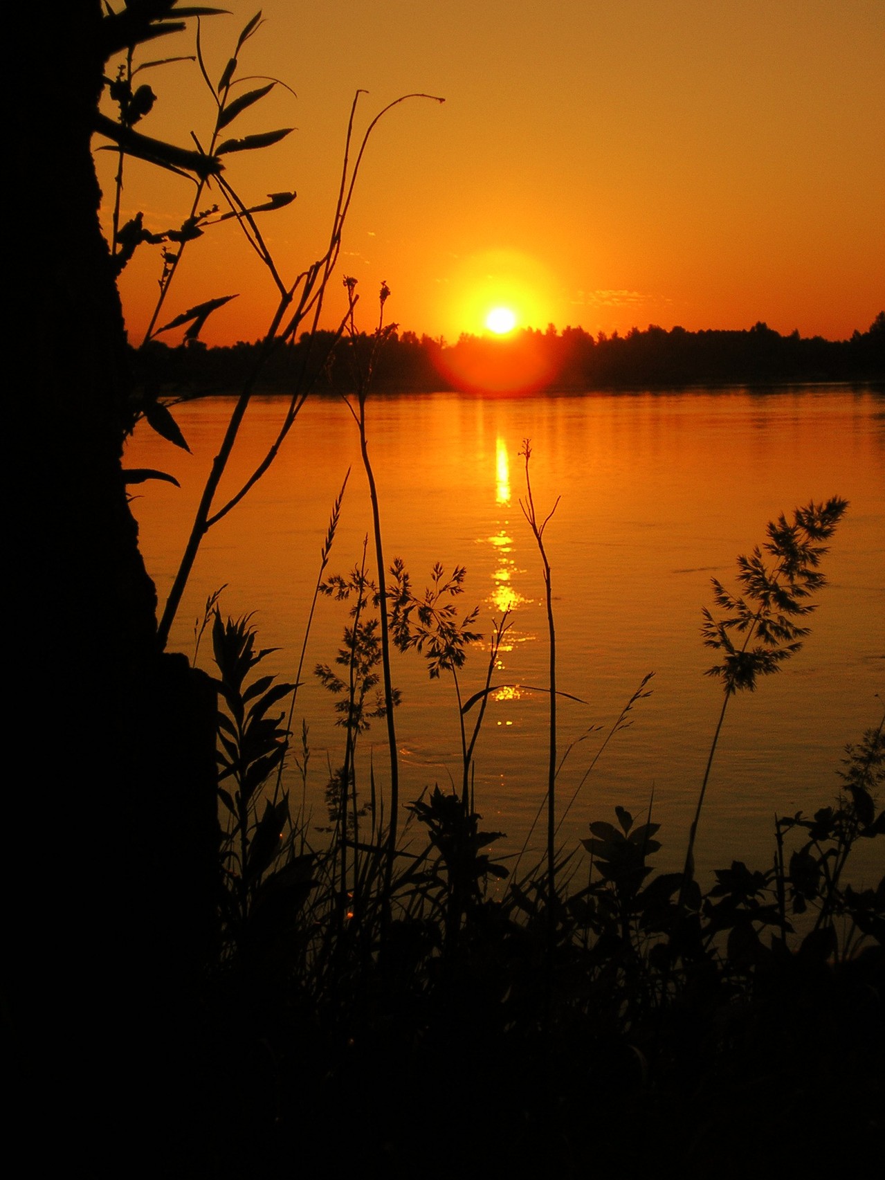 Sun rising in an orange sky over trees and a large lake with silhouettes of various plants and a tree in the foreground