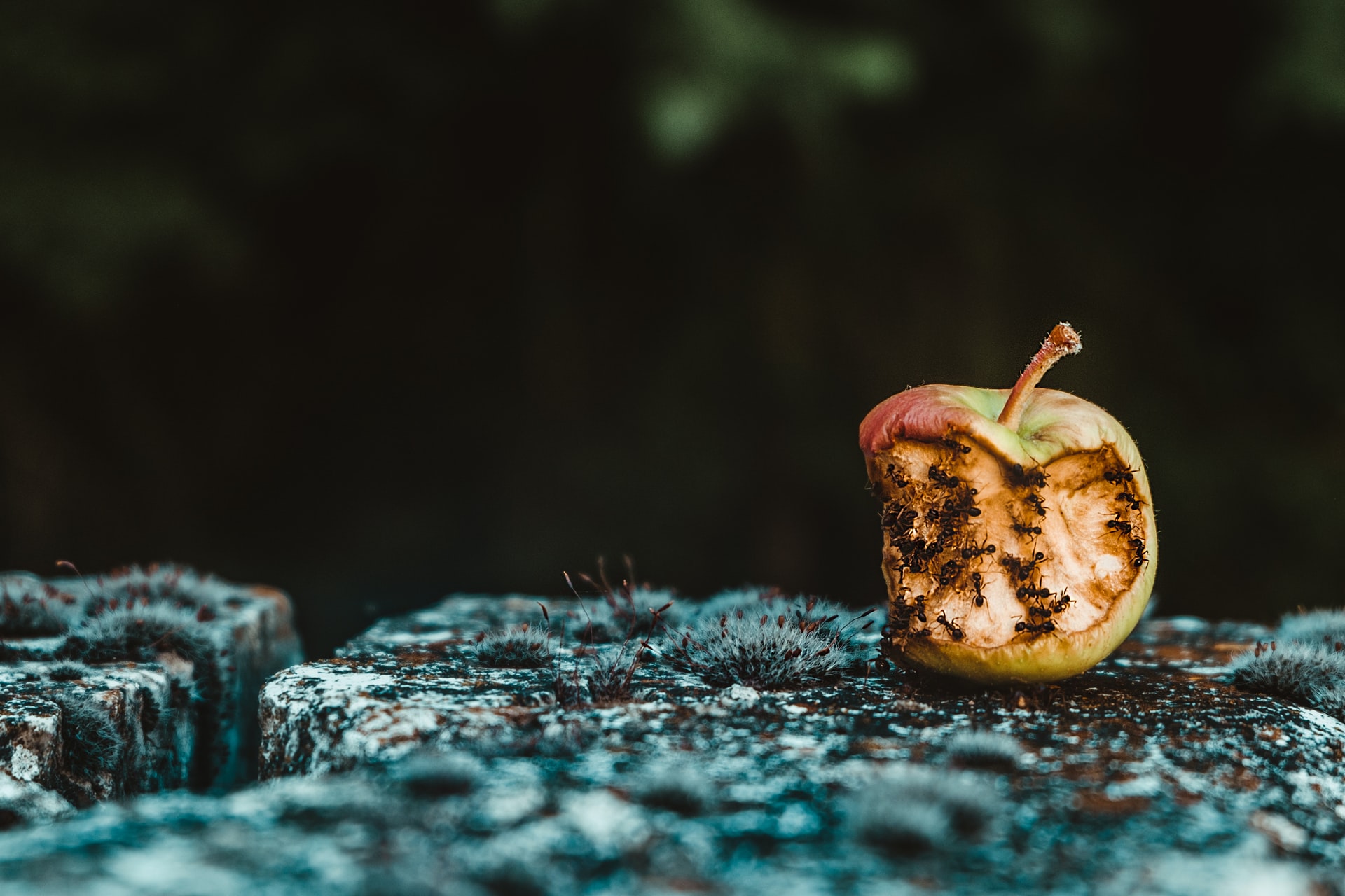 A picture of a old half eaten apple partially covered with ants resting on a flat stone covered with turquoise colored moss in front of a black background