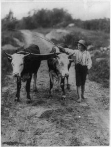 A black and white photo of a boy with a straw hat, buttoned white shirt and black knickers walking barefoot holding a whip over a pair of young oxen yoked together while walking down a dirt road in a rural area
