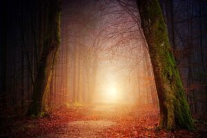 A large tree lined pathway in a forest with brown leaves strewn on the ground and a bright light in the far distance with a slight pinkish glow all around