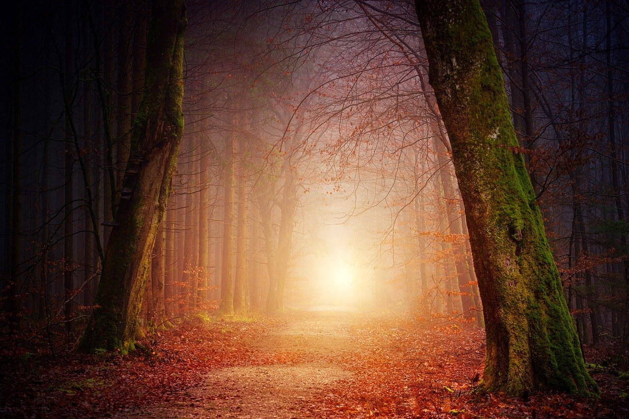 A large tree lined pathway in a forest with brown leaves strewn on the ground and a bright light in the far distance with a slight pinkish glow all around