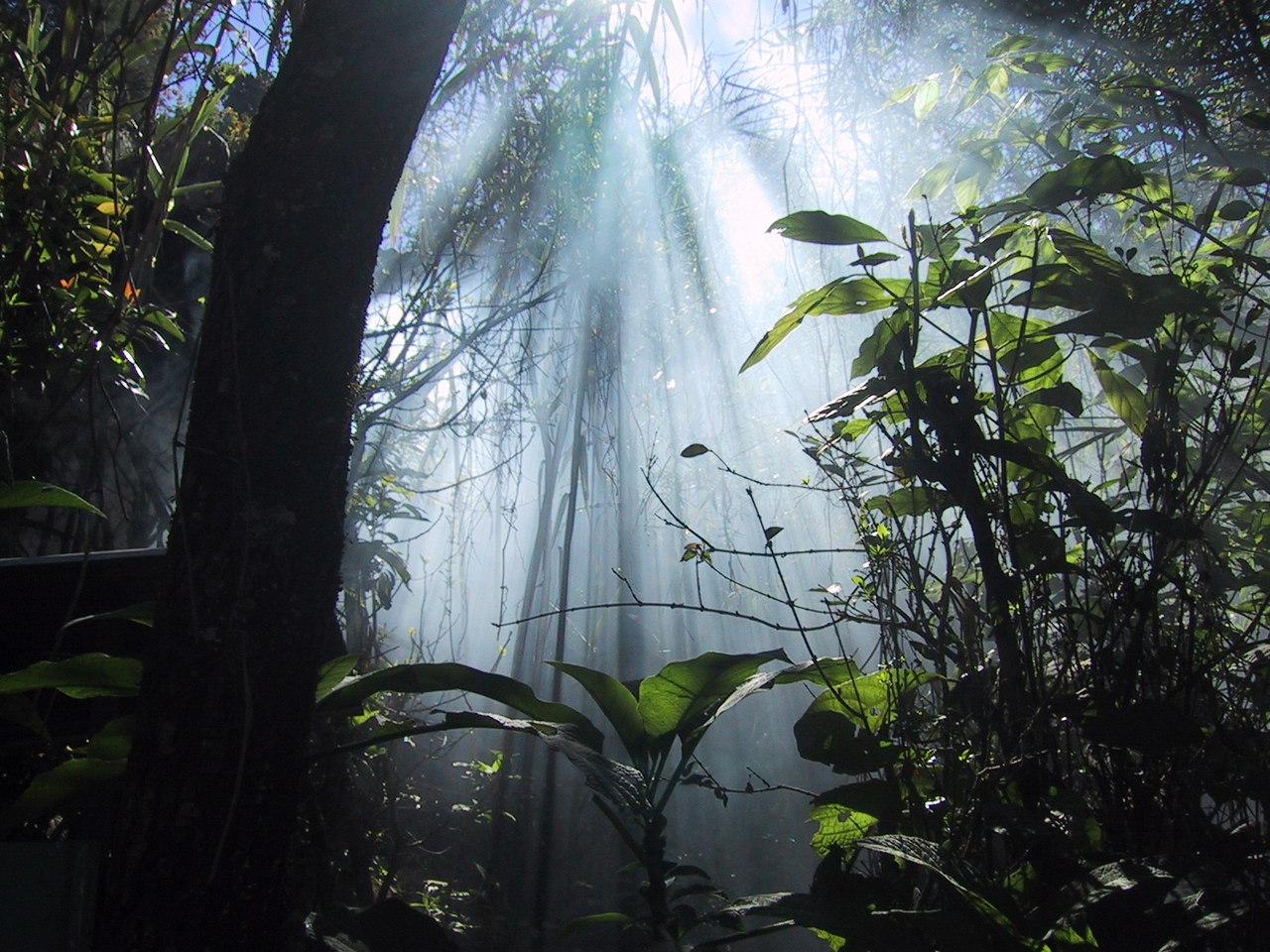 A tropical forest with assorted green plants and white sunbeams coming down through a light haze