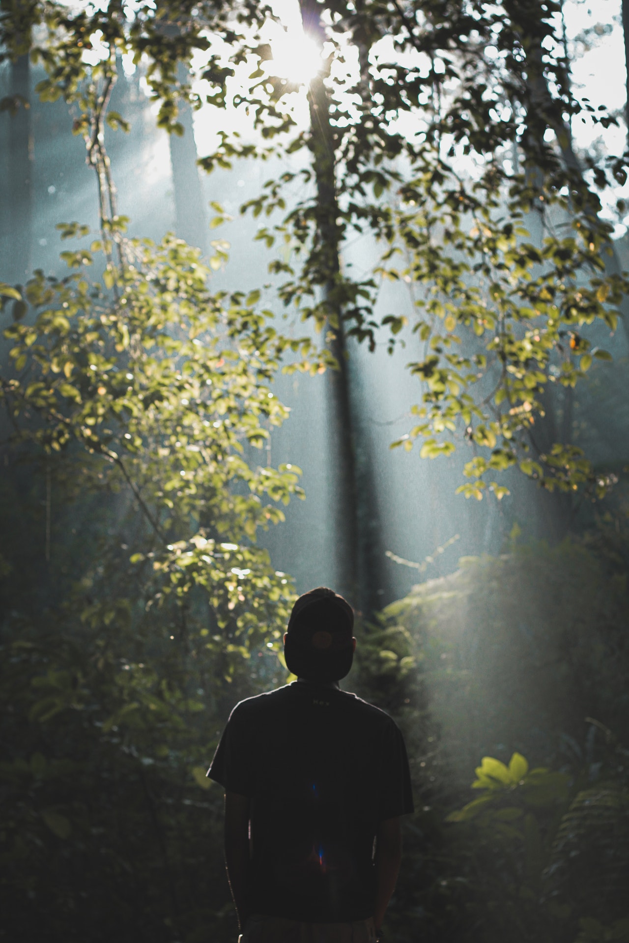 man-sunbeam-forest-pexels-joddy-setiawan-3161864(https:::www.pexels.com ...